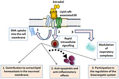 Estrogen Interactions With Lipid Rafts Related to Neuroprotection. Impact of Brain Ageing and Menopause